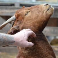 Vegetableslayer Thumbnail